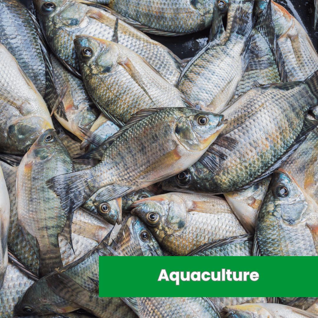 Aquaculture (1)