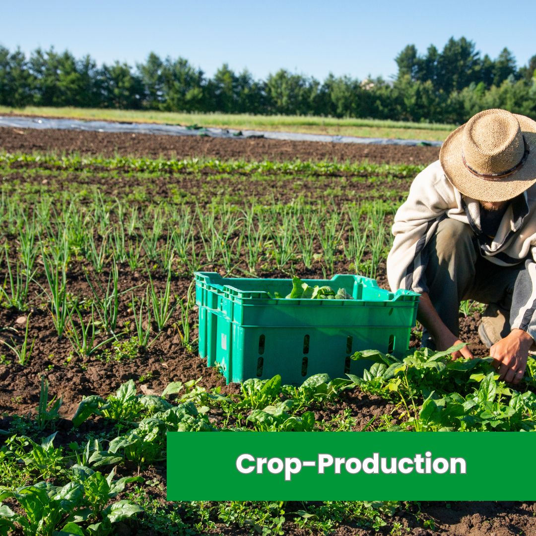 Crop production (1)